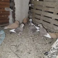 کفتر پلنگ
