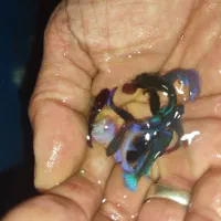 ماهی اکواریوم گوپی کالر آنجل زبرا پمپ هوا|ماهی|گلبهار, شهر جدید گلبهار|دیوار