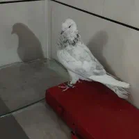 کبوتر کاشونی