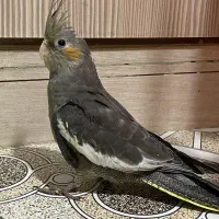 جوجه عروس هلندی دوماهه|پرنده|فردیس, ثابتی|دیوار