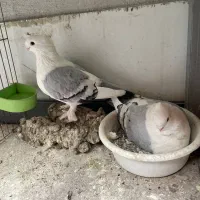 کبوتر بلژیکی