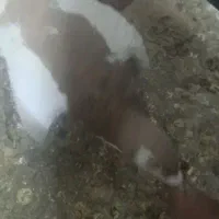 خال زرد|پرنده|شهرآباد, |دیوار