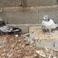 کبوتر|پرنده|رشت, حومه رشت|دیوار
