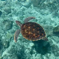 تفریحات غواصی VIP با عکاسی و فیلمبرداری رایگان