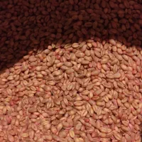 بذر گندم زرینه ، ام 17 ،میهن بوجاری