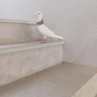 کبوتر طوقی ماده معاوضه با کله زرد