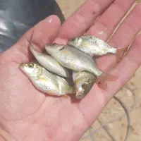 بچه ماهی کپور طلایی