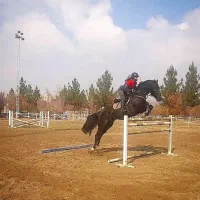 آموزش سوارکاری از پایه تا حرفه ای|خدمات آموزشی|تهران, پیکان شهر|دیوار