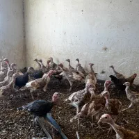 بوقلمون سه ماه ،هفت ماهه،قوغاز|حیوانات مزرعه|کرمان, |دیوار