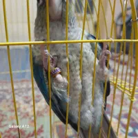 طوطی تراکویس|پرنده|بهبهان, |دیوار