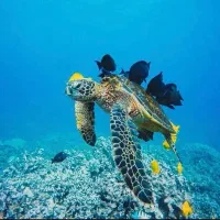 آموزش غواصی کیش