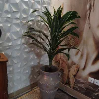 درختچه زیبا باگلدان پتینه