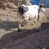 گاو سیمتال با گوساله ماده و ۵۰ کیلو شیر