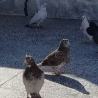 قریب گیری پرشی|حیوانات|نسیم‌شهر, |دیوار