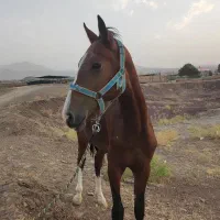 کره اسب نریون ۲ساله ترکمن کورسی|اسب و تجهیزات اسبسواری|قم, چهل درخت|دیوار