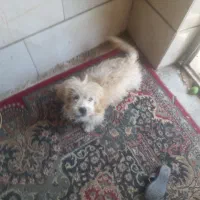 سگ پا کوتاه