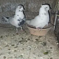 کفتر یا کبوتر|پرنده|قم, ولیعصر|دیوار