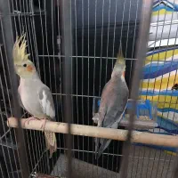 ۲ جفت طوطی عروس هلندی بالغ همراه با تخم