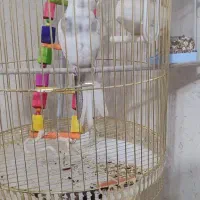 عروس هلندی آلبینو نر|پرنده|رباط‌کریم, رباط‌کریم|دیوار