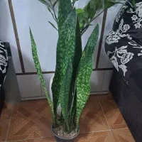 گل وگیاه سانسوریا پوست ماری|گل و گیاه طبیعی|تهران, مشیریه|دیوار