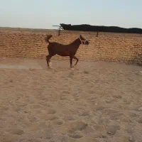 اسب کرد نوه شورش شریف|اسب و تجهیزات اسبسواری|سیرجان, |دیوار