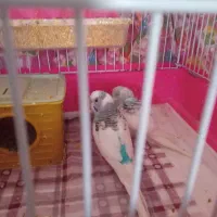 مرغ عشق|پرنده|نسیم‌شهر, |دیوار