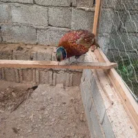 مرغ خروس آمریکای|حیوانات مزرعه|لاهیجان, لیل|دیوار