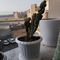 فروش|گل و گیاه طبیعی|تهران, یافت آباد جنوبی|دیوار