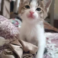 واگذاری بچه گربه