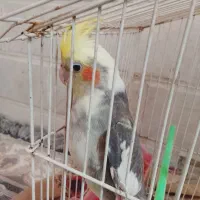 عروس هلندی