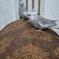 عروس هلندی نر وماده