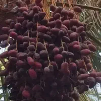 خرمای درجه ۳