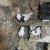 کبوتر طوق