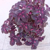 ۶تا گل حسن یوسف خوشگل در حال رشد بفروش میرسد|گل و گیاه طبیعی|قدس, شهر‌قدس|دیوار