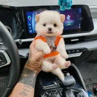 توله پامر عروسکی تخفیف ویژه امشب