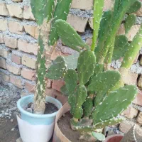 فروش کا کتوس درختی|گل و گیاه طبیعی|جوین, |دیوار