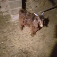 فروش یک راس کهره نر