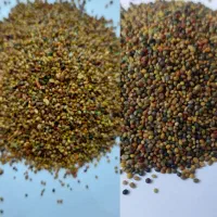 بذر شبدر گوسفندی