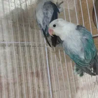 کوتوله جفت کار داده نریاماده تک باضمانت کتبی|پرنده|مشهد, فاطمیه|دیوار