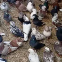 فروش کفتر فوری