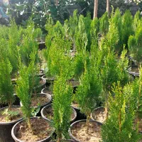 کاج کامیس نوکدار فشرده|فعالیت داوطلبانه|کلاچای, |دیوار