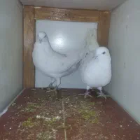 کفتر|پرنده|رباط‌کریم, رباط‌کریم|دیوار