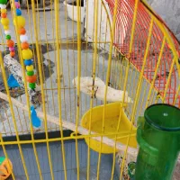 قفس|لوازم جانبی حیوانات|بانه, |دیوار