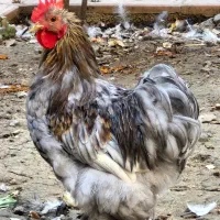 مرغ و جوجه و خروس نژاد کوشین|حیوانات مزرعه|گرگان, |دیوار