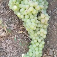 کارگر میخوام برای انگور چیدن