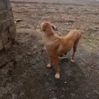 سگ پژدر|سگ|اشنویه, |دیوار