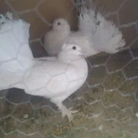 کفتر دم چتری|پرنده|قم, شهرک امام حسین|دیوار