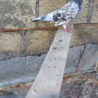 کبوتر سرور و سبز|پرنده|همدان, |دیوار