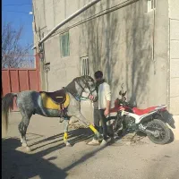 نریان کرد اصیل