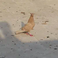 جوجه شمرونی|پرنده|قم, گلزار|دیوار